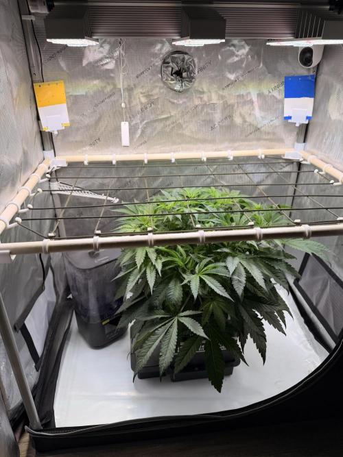 Blueberry Muffin - Humboldt Seed Company. Week 7 - 18.01. | Day 46 | F3