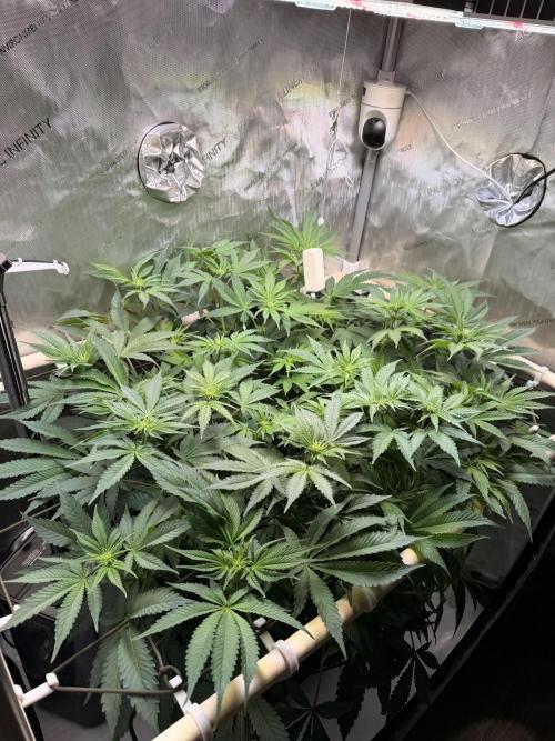 Blueberry Muffin - Humboldt Seed Company. Week 8 - 27.01.26 Day 54 F12