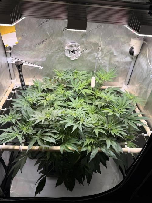 Blueberry Muffin - Humboldt Seed Company. Week 8 - 27.01.26 Day 54 F12