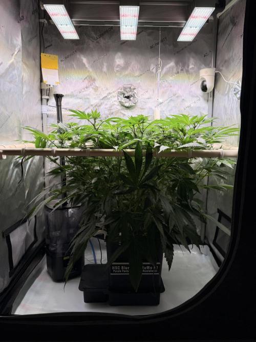 Blueberry Muffin - Humboldt Seed Company. Week 8 - 27.01.26 Day 54 F12