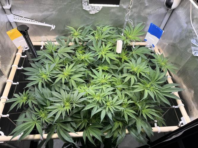 Blueberry Muffin - Humboldt Seed Company. Week 8 - 27.01.26 Day 54 F12