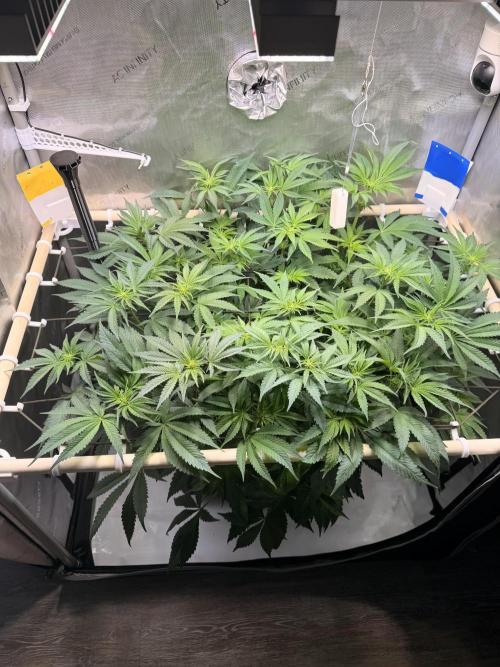 Blueberry Muffin - Humboldt Seed Company. Week 8 - 27.01.26 Day 54 F12