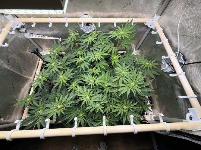 Blueberry Muffin - Humboldt Seed Company. Week 9 - 02.02.2026 | Day 60 | F18