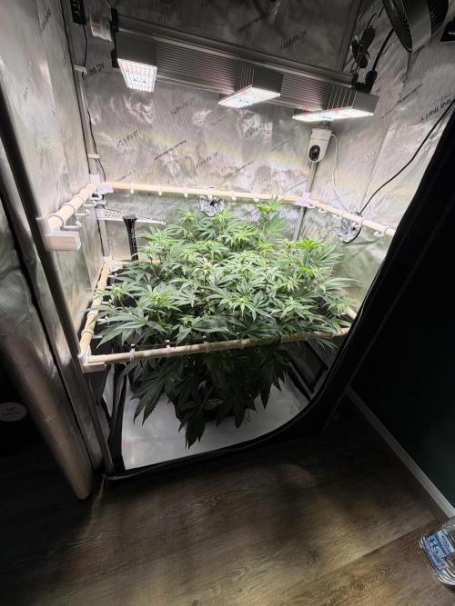 Blueberry Muffin - Humboldt Seed Company. Week 9 - 02.02.2026 | Day 60 | F18