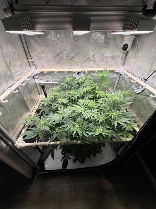 Blueberry Muffin - Humboldt Seed Company. Week 9 - 02.02.2026 | Day 60 | F18