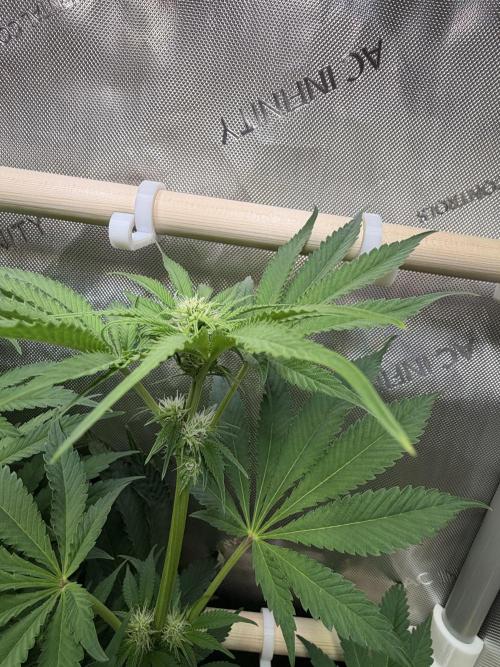 Blueberry Muffin - Humboldt Seed Company. Week 9 - 02.02.2026 | Day 60 | F18