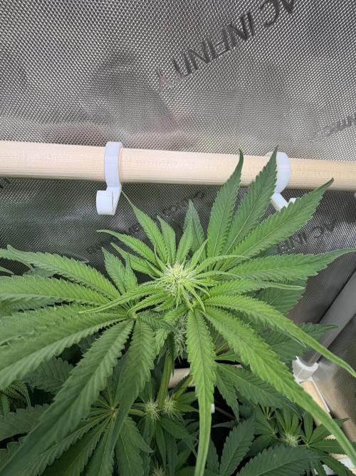 Blueberry Muffin - Humboldt Seed Company. Week 9 - 02.02.2026 | Day 60 | F18