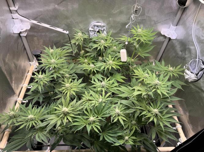 Blueberry Muffin - Humboldt Seed Company. Week 9 - 05.02.2026 | Day 63 | F21