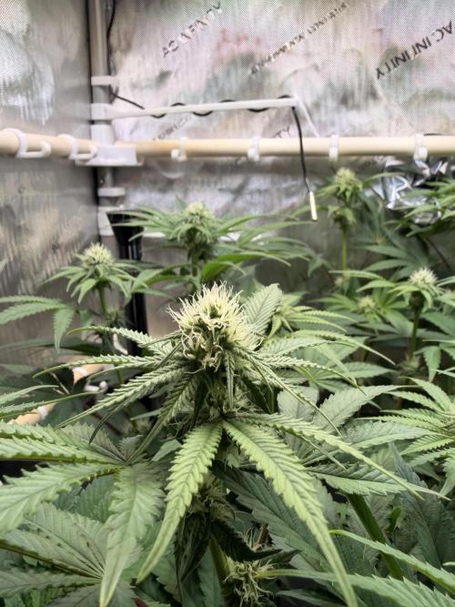 Blueberry Muffin - Humboldt Seed Company. Week 9 - 05.02.2026 | Day 63 | F21