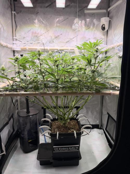 Blueberry Muffin - Humboldt Seed Company. Week 9 - 05.02.2026 | Day 63 | F21