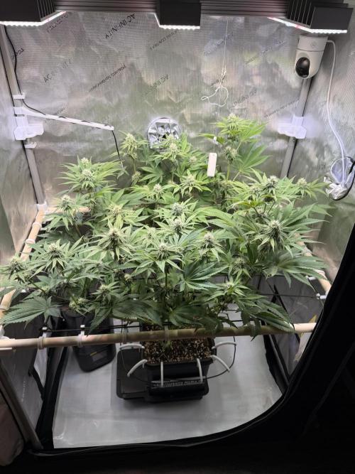 Blueberry Muffin - Humboldt Seed Company. Week 10 - 09.02.26 | Day 67 | F 25