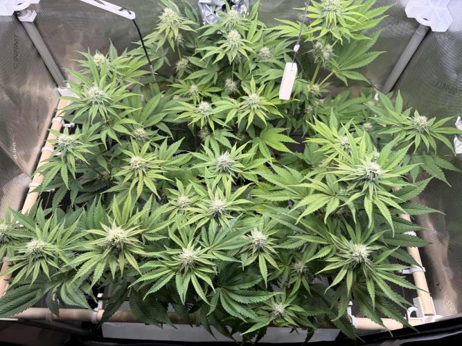 Blueberry Muffin - Humboldt Seed Company. Week 10 - 09.02.26 | Day 67 | F 25