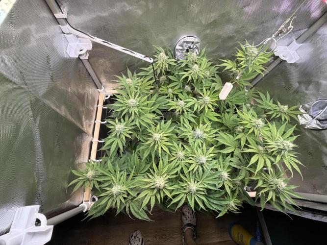 Blueberry Muffin - Humboldt Seed Company. Week 10 - 09.02.26 | Day 67 | F 25