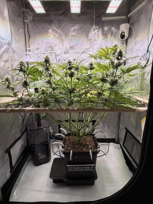 Blueberry Muffin - Humboldt Seed Company. Week 11 - 15.02.26 | Day 73 | F31