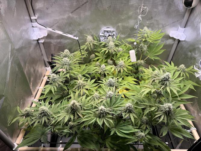 Blueberry Muffin - Humboldt Seed Company. Week 11 - 15.02.26 | Day 73 | F31