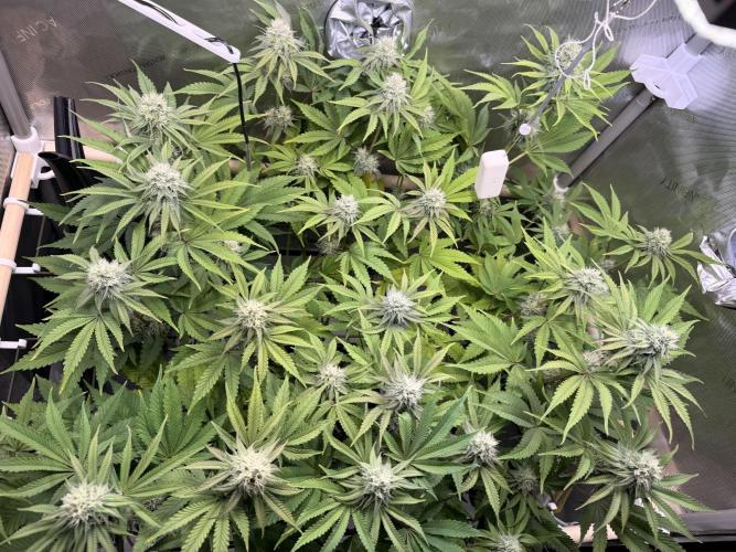 Blueberry Muffin - Humboldt Seed Company. Week 11