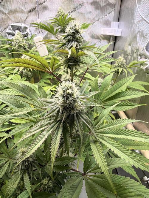 Blueberry Muffin - Humboldt Seed Company. Week 11 - 15.02.26 | Day 73 | F31