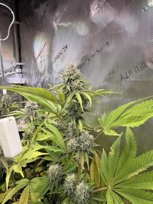 Blueberry Muffin - Humboldt Seed Company. Week 12 - 21.02.26 | D79 | F37