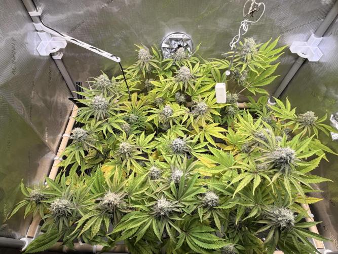 Blueberry Muffin - Humboldt Seed Company. Week 12 - 21.02.26 | D79 | F37