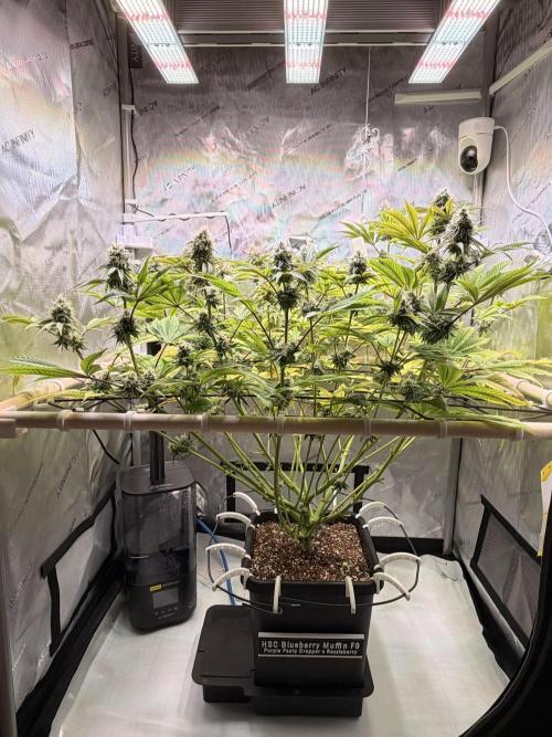 Blueberry Muffin - Humboldt Seed Company. Week 12 - 21.02.26 | D79 | F37