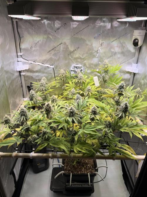 Blueberry Muffin - Humboldt Seed Company. Week 12 - 21.02.26 | D79 | F37