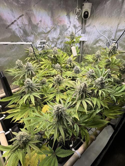 Blueberry Muffin - Humboldt Seed Company. Week 12