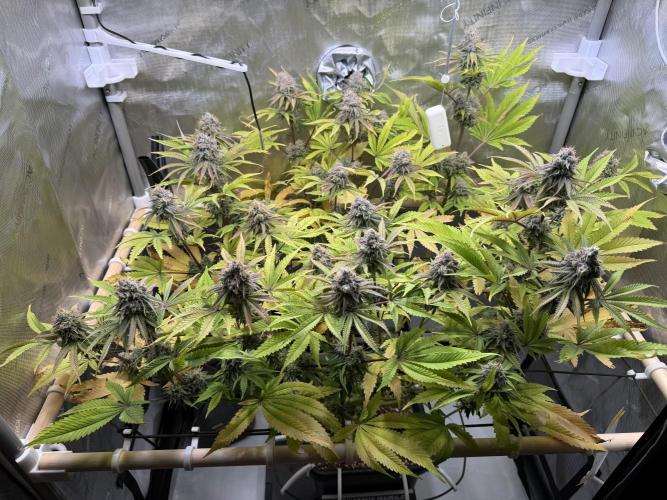 Blueberry Muffin - Humboldt Seed Company. Week 13 - 28.02.26|Day86|F44