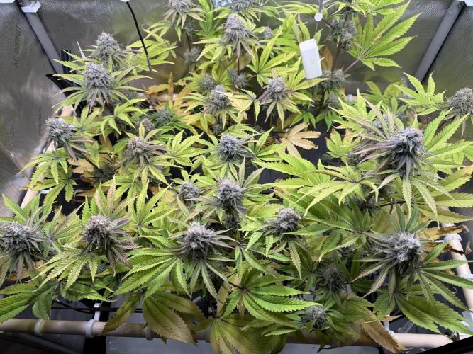 Blueberry Muffin - Humboldt Seed Company. Week 13 - 28.02.26|Day86|F44