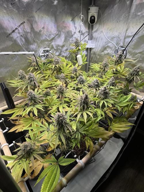 Blueberry Muffin - Humboldt Seed Company. Week 13 - 28.02.26|Day86|F44