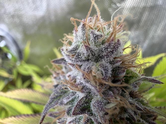Blueberry Muffin - Humboldt Seed Company. Week 13 - 28.02.26|Day86|F44