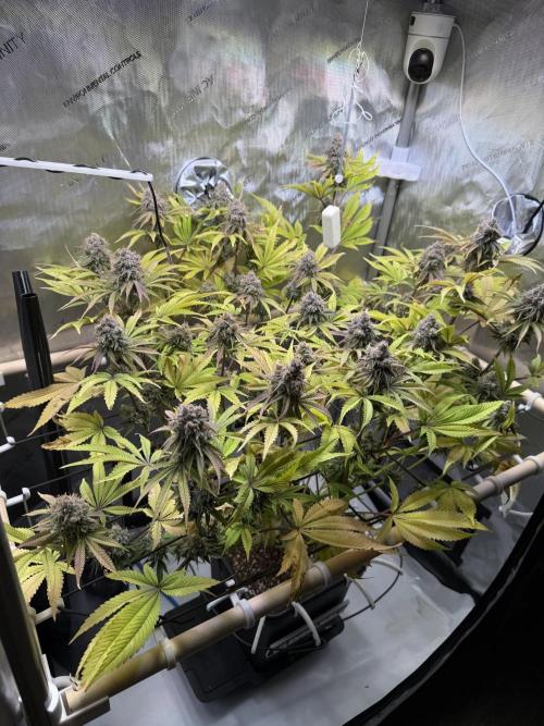 Blueberry Muffin - Humboldt Seed Company. Week 14 - 07.03.26|D93|F51