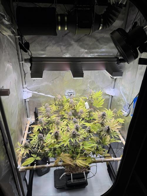 Blueberry Muffin - Humboldt Seed Company. Week 14 - 07.03.26|D93|F51