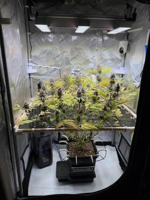 Blueberry Muffin - Humboldt Seed Company. Week 14 - 07.03.26|D93|F51