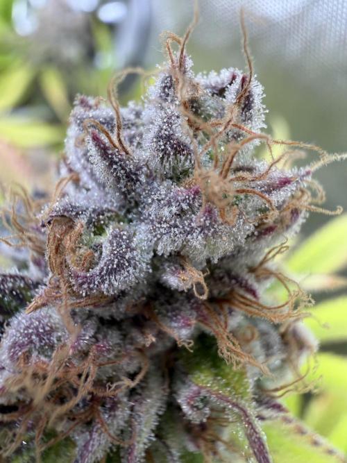 Blueberry Muffin - Humboldt Seed Company. Week 14 - 07.03.26|D93|F51