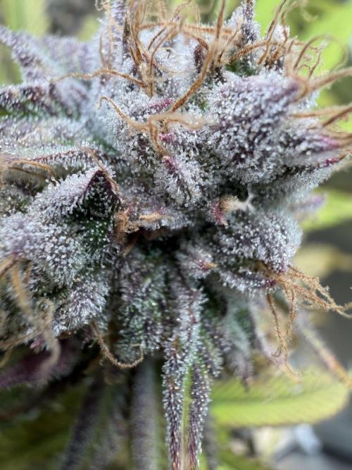Blueberry Muffin - Humboldt Seed Company. Week 14 - 07.03.26|D93|F51