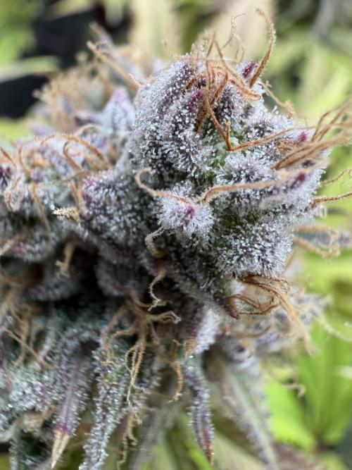 Blueberry Muffin - Humboldt Seed Company. Week 14 - 07.03.26|D93|F51