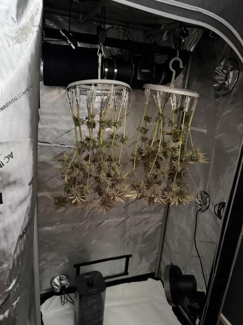 Blueberry Muffin - Humboldt Seed Company. Week 15 - 15.03.26 | D101 | F59