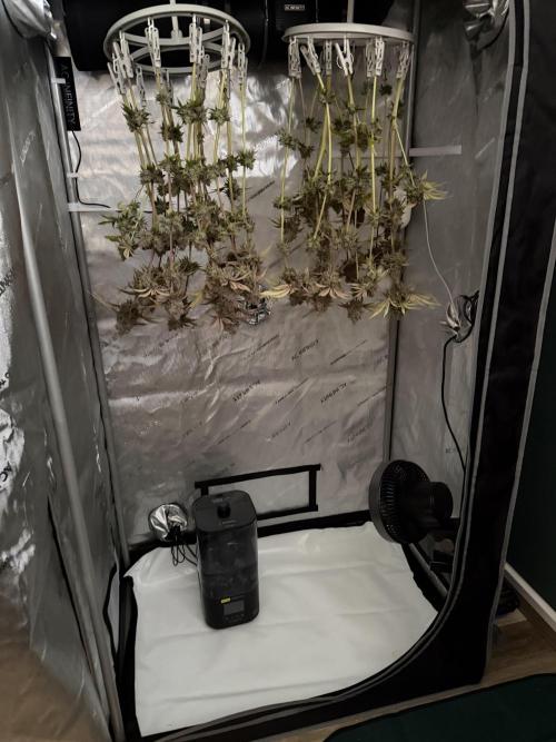 Blueberry Muffin - Humboldt Seed Company. Week 15 - 15.03.26 | D101 | F59