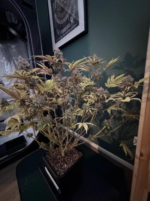 Blueberry Muffin - Humboldt Seed Company. Week 15 - 15.03.26 | D101 | F59