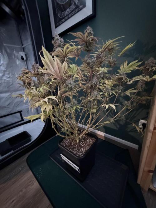Blueberry Muffin - Humboldt Seed Company. Week 15 - 15.03.26 | D101 | F59