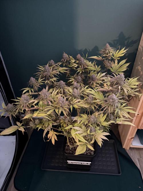 Blueberry Muffin - Humboldt Seed Company. Week 15 - 15.03.26 | D101 | F59