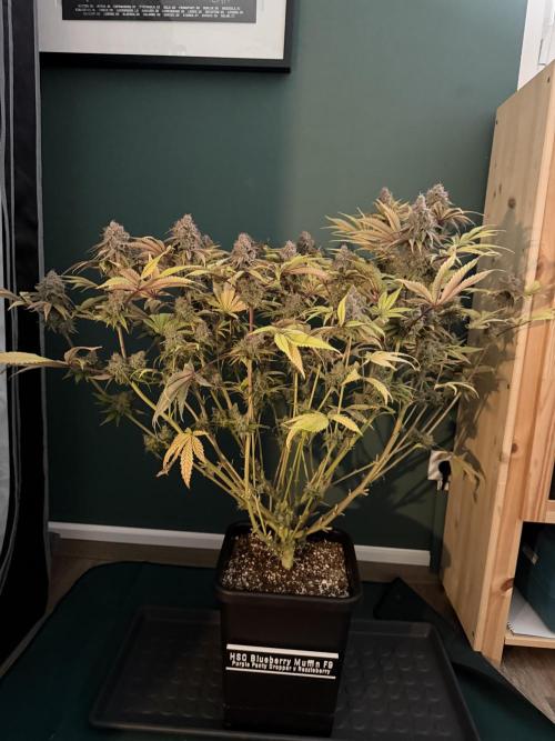 Blueberry Muffin - Humboldt Seed Company. Week 15 - 15.03.26 | D101 | F59