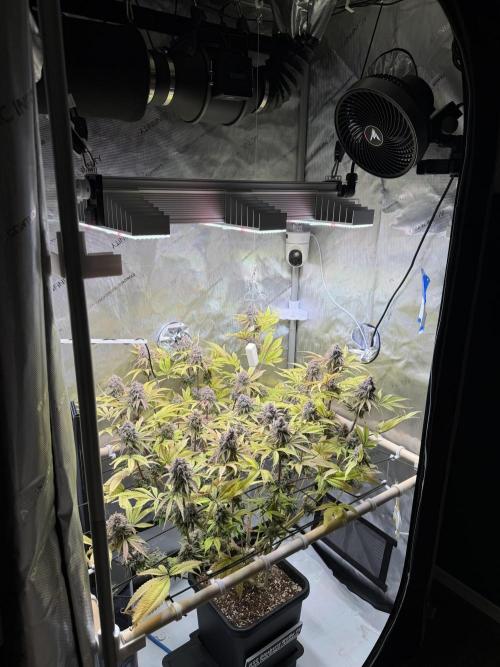 Blueberry Muffin - Humboldt Seed Company. Week 15 - 15.03.26 | D101 | F59