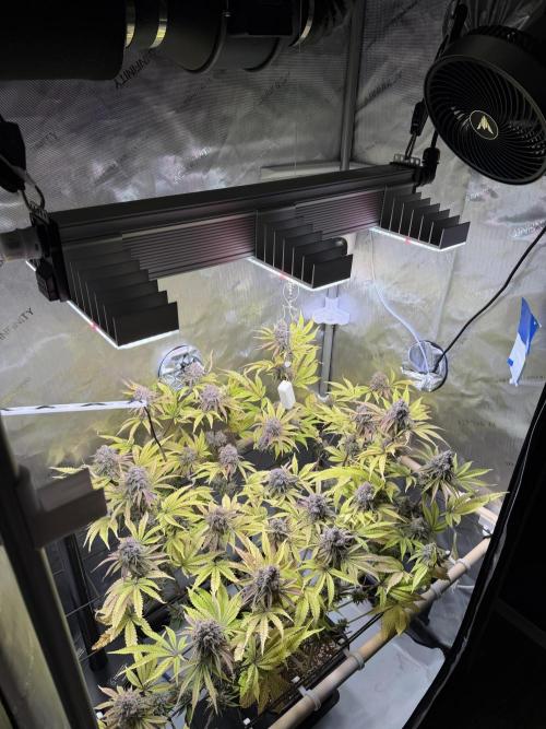 Blueberry Muffin - Humboldt Seed Company. Week 15 - 15.03.26 | D101 | F59