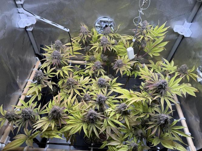 Blueberry Muffin - Humboldt Seed Company. Week 15 - 15.03.26 | D101 | F59