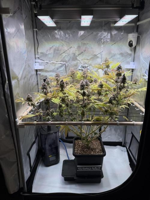 Blueberry Muffin - Humboldt Seed Company. Week 15 - 15.03.26 | D101 | F59
