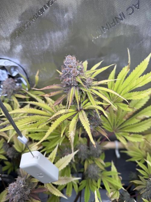 Blueberry Muffin - Humboldt Seed Company. Week 15 - 15.03.26 | D101 | F59