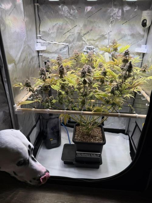 Blueberry Muffin - Humboldt Seed Company. Week 15 - 15.03.26 | D101 | F59
