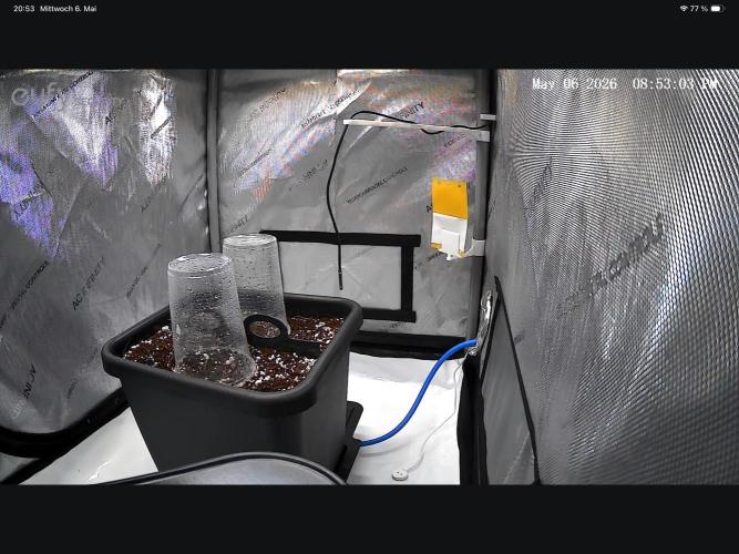 2 Pants 1 Pot - Mephisto. Week 0