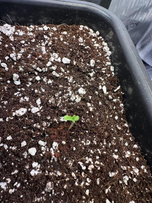 2 Pants 1 Pot - Mephisto. Week 0